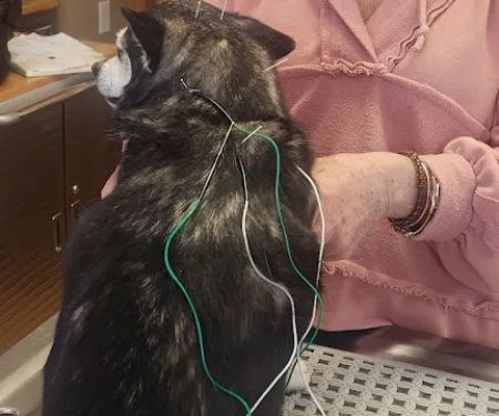 Bailey Holistic Veterinary Care