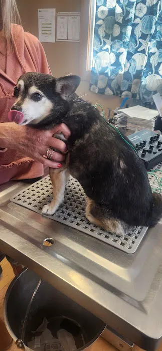 Bailey Holistic Veterinary Care Picture 3
