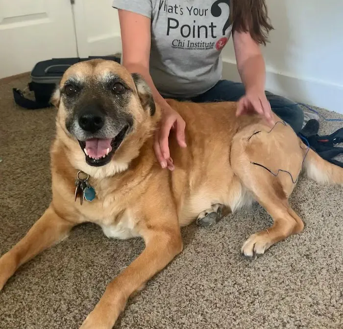Bailey Holistic Veterinary Care Picture 2