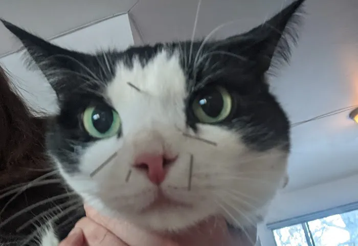 Bailey Holistic Veterinary Care Picture 4