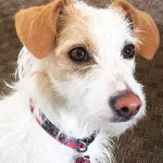 Boulder Veterinary Hospital