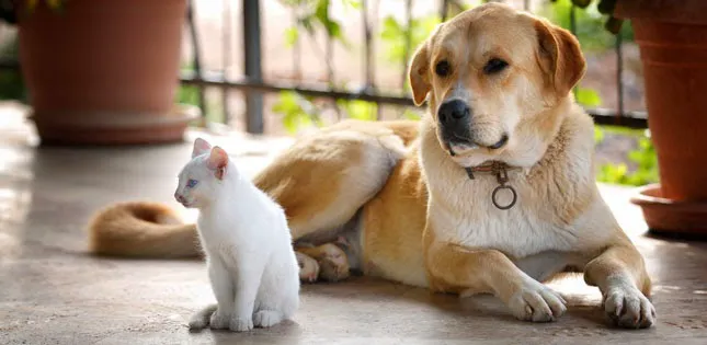 Cherished Companions Animal Clinic Picture 2