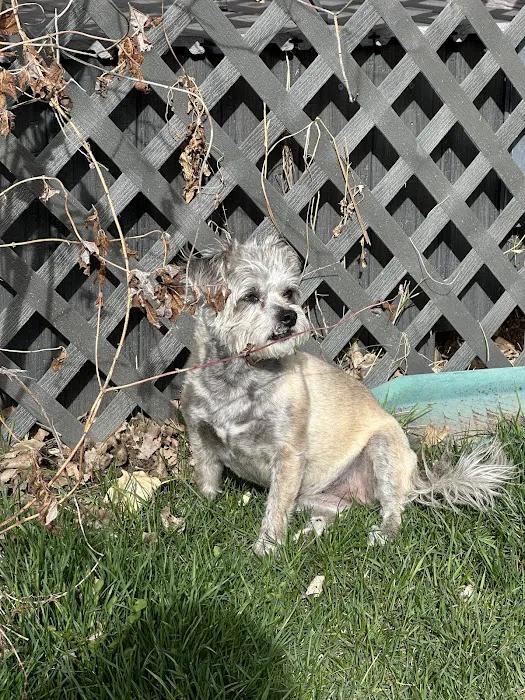 Cherished Companions Animal Clinic Picture 8