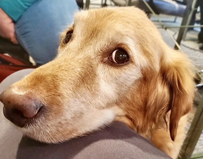 Veterinary Specialists of the Rockies Picture 6