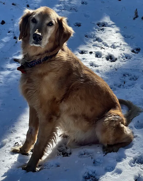 Veterinary Specialists of the Rockies Picture 8