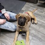 Brooklyn Veterinary Clinic
