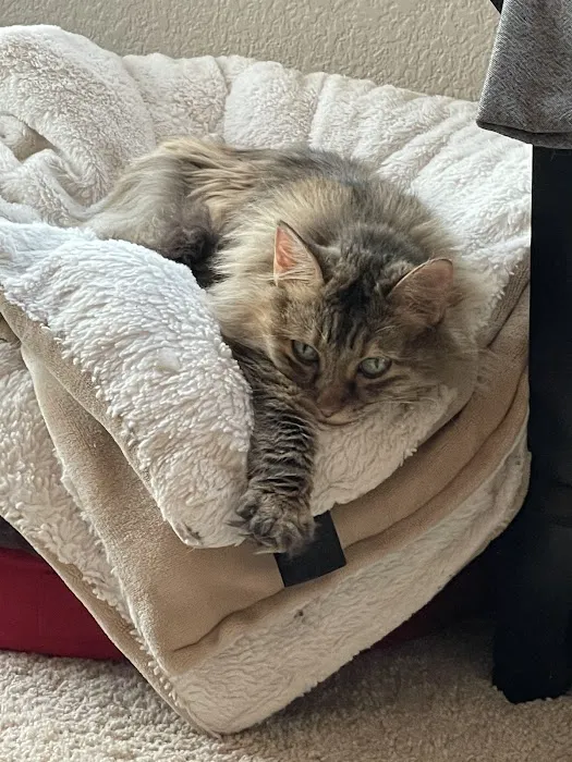 Castle Rock Cat Hospital Picture 2
