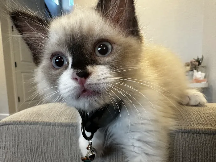 Castle Rock Cat Hospital Picture 4