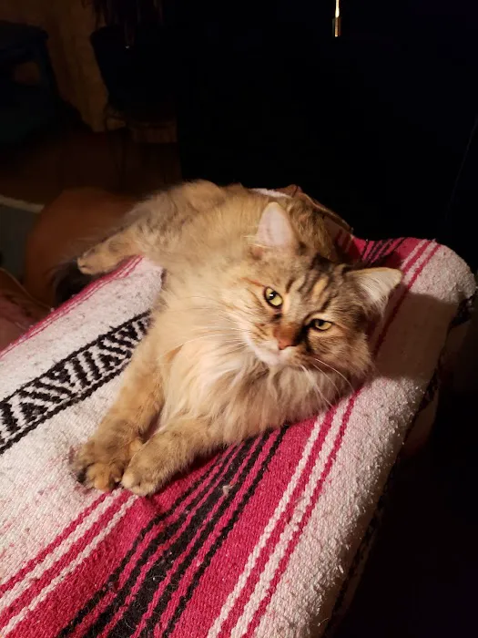 Castle Rock Cat Hospital Picture 5