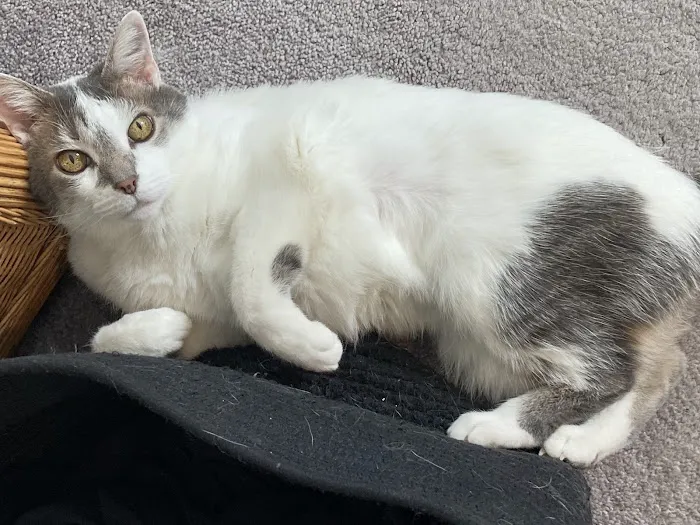Castle Rock Cat Hospital Picture 9
