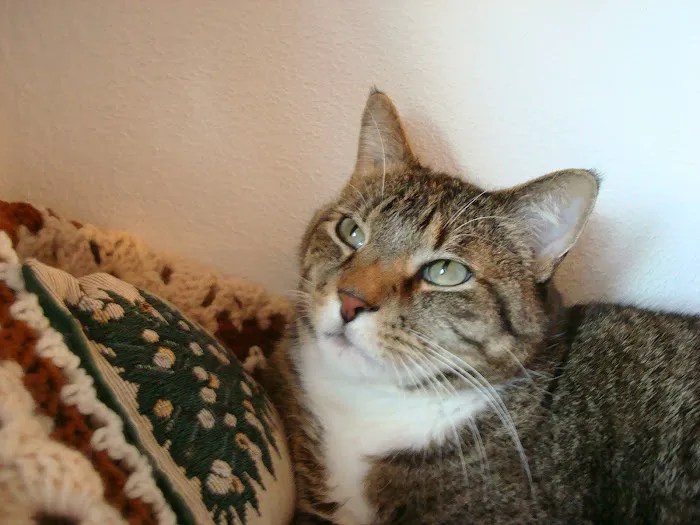 Castle Rock Cat Hospital Picture 7