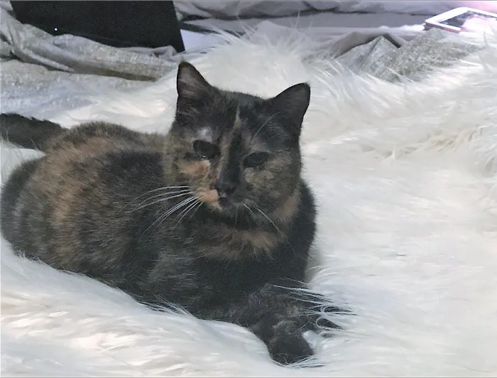 Castle Rock Cat Hospital Picture 10