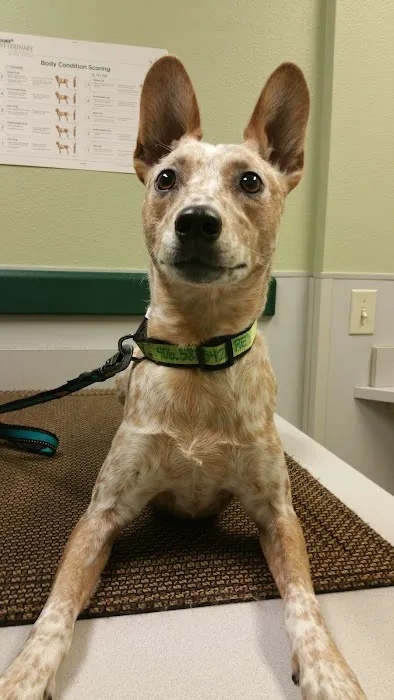 Plum Creek Veterinary Services Picture 2