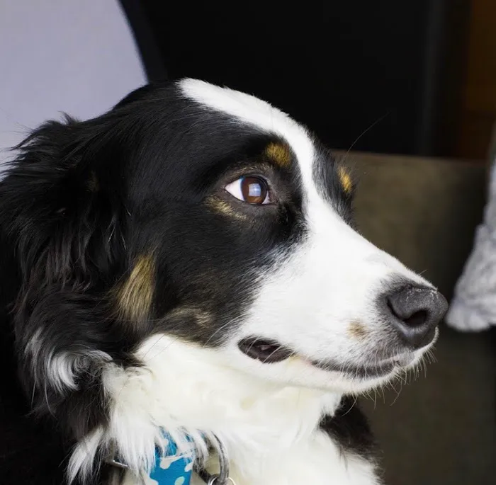 Franktown Animal Clinic Picture 7