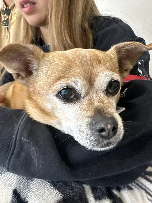 Solano-Napa Pet ER Clinic Picture 7