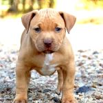 Barney & Russum Animal Clinic