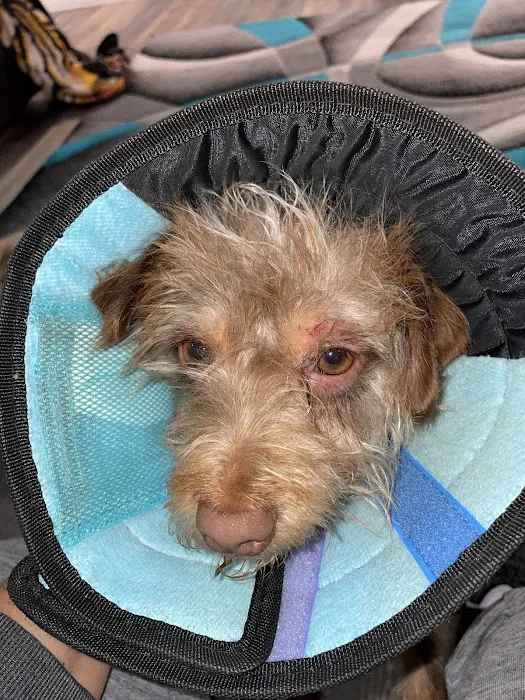 Barney & Russum Animal Clinic Picture 2
