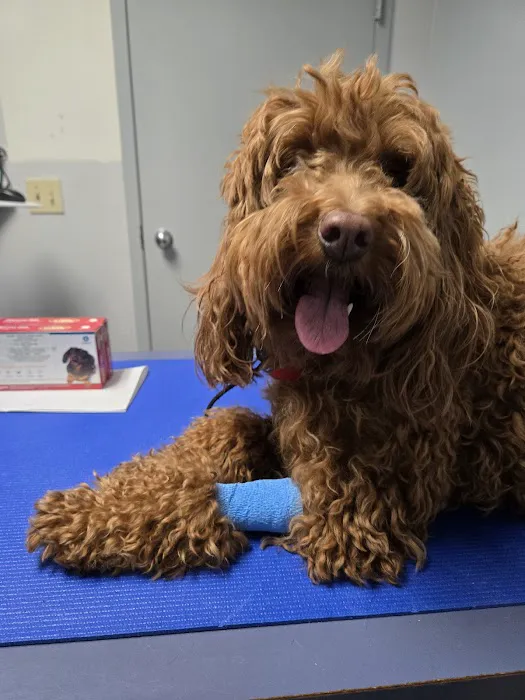 Barney & Russum Animal Clinic Picture 8