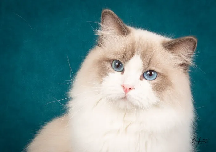Ragalicious Ragdolls Picture 3