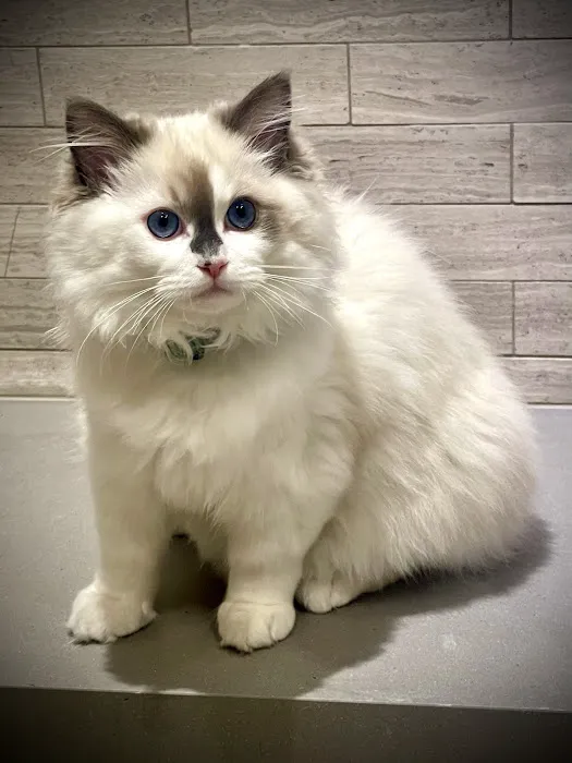 Ragalicious Ragdolls Picture 1