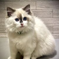 Ragalicious Ragdolls ico