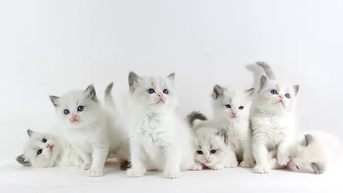 Ragalicious Ragdolls Picture 2