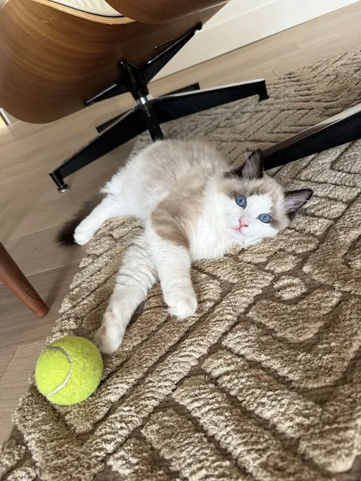 Ragalicious Ragdolls Picture 4