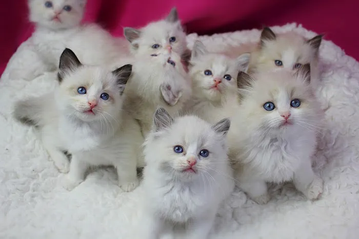 Ragalicious Ragdolls Picture 5