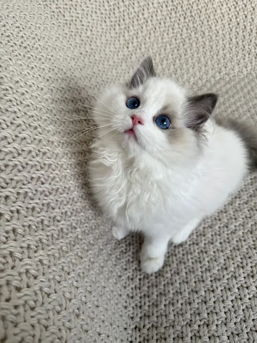 Ragalicious Ragdolls Picture 6
