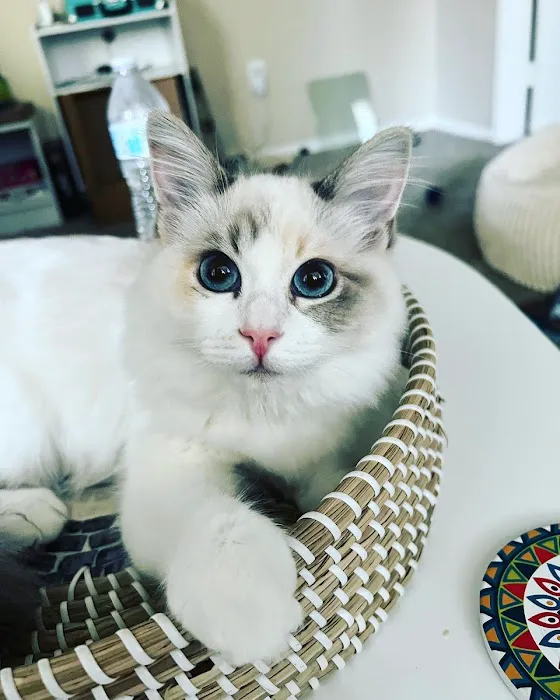 Ragalicious Ragdolls Picture 8