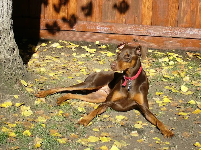 All Bay Animal Hospital Picture 10