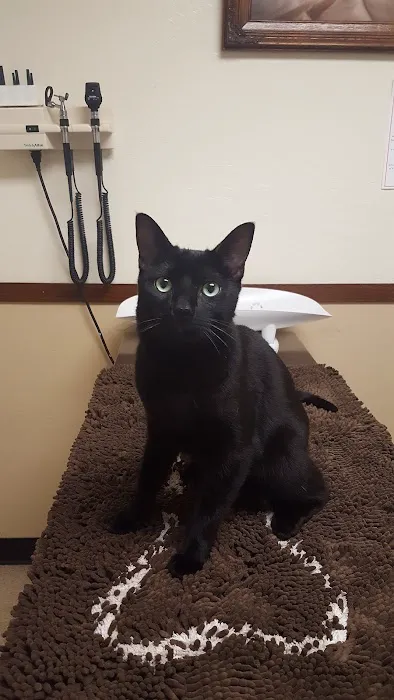 All Bay Animal Hospital Picture 8