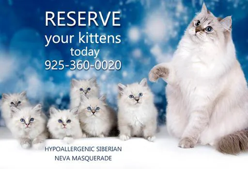 Royal Siberian Hypoallergenic cats Picture 1