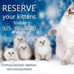 Royal Siberian Hypoallergenic cats