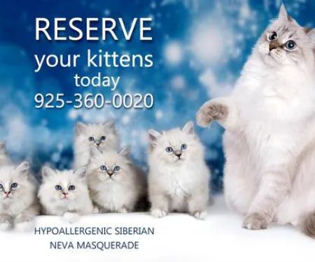 Royal Siberian Hypoallergenic cats