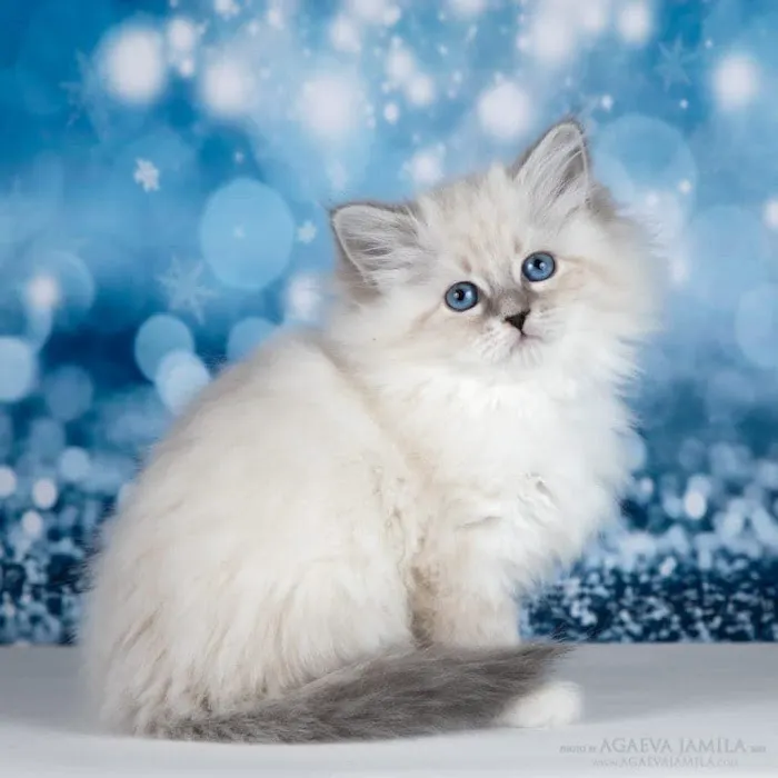 Royal Siberian Hypoallergenic cats Picture 2