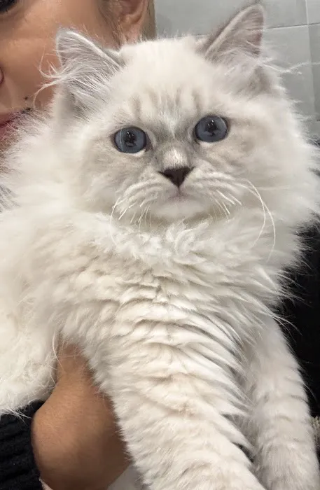 Royal Siberian Hypoallergenic cats Picture 3