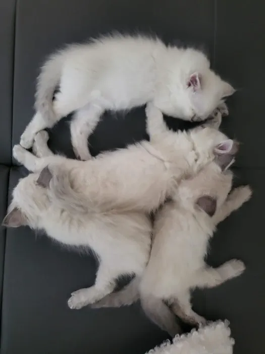 Royal Siberian Hypoallergenic cats Picture 6