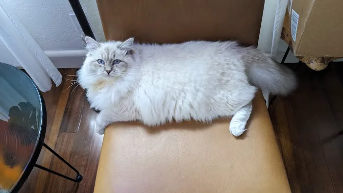 Royal Siberian Hypoallergenic cats Picture 5