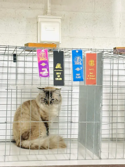 Royal Siberian Hypoallergenic cats Picture 9