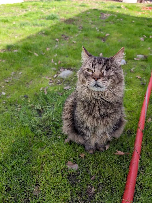 Royal Siberian Hypoallergenic cats Picture 8