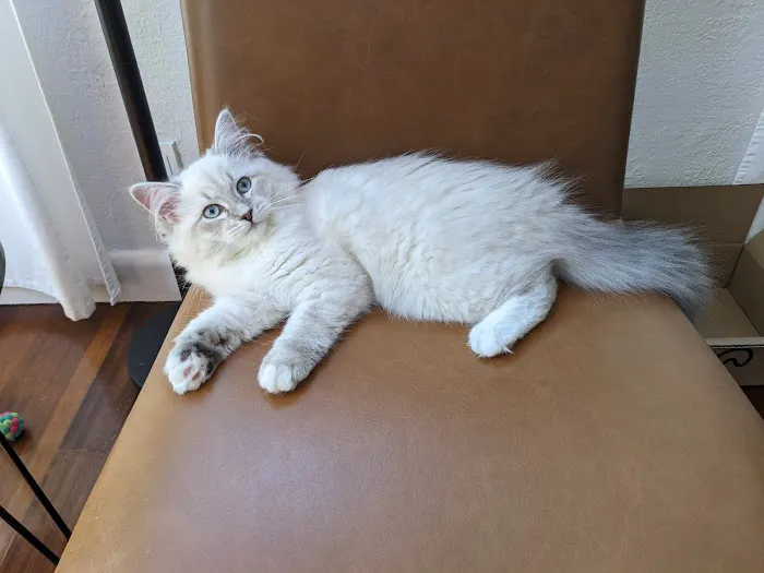 Royal Siberian Hypoallergenic cats Picture 10
