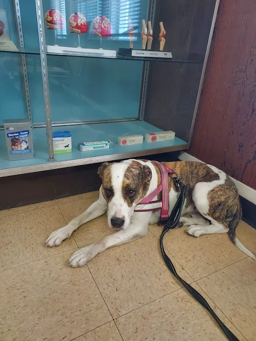 ABC Veterinary Hospital Picture 2