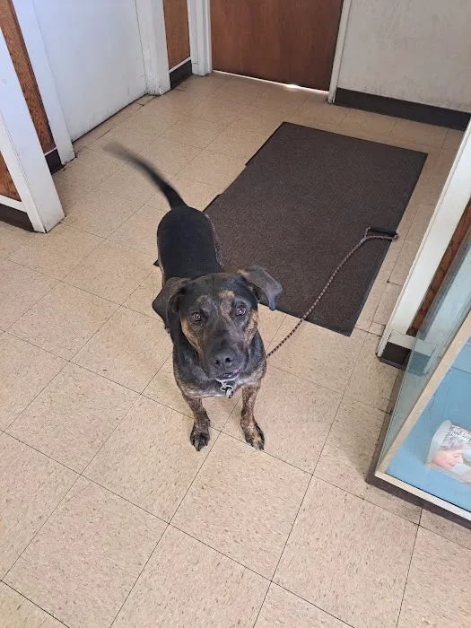 ABC Veterinary Hospital Picture 5