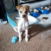 Banfield Pet Hospital ico