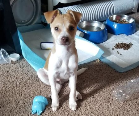 Banfield Pet Hospital