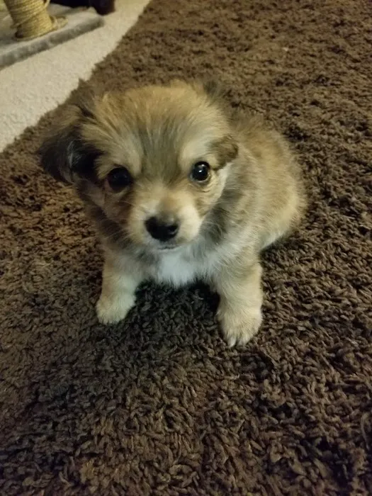 Banfield Pet Hospital Picture 10
