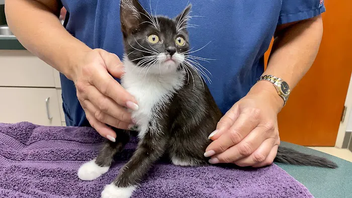 Monument Boulevard Animal Hospital Picture 3