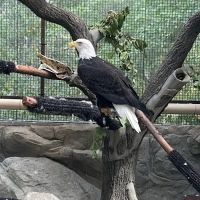 Lindsay Wildlife Rehabilitation Hospital ico