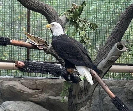 Lindsay Wildlife Rehabilitation Hospital